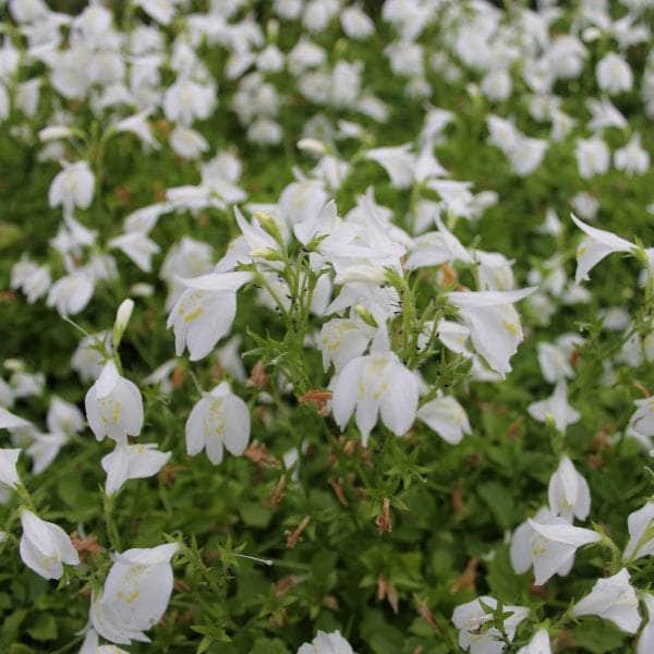Acqua Garden Marginal White Chinese Marshflower, Mazus Reptans 'Alba'