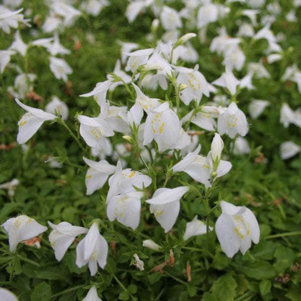 Acqua Garden Marginal White Chinese Marshflower, Mazus Reptans 'Alba'