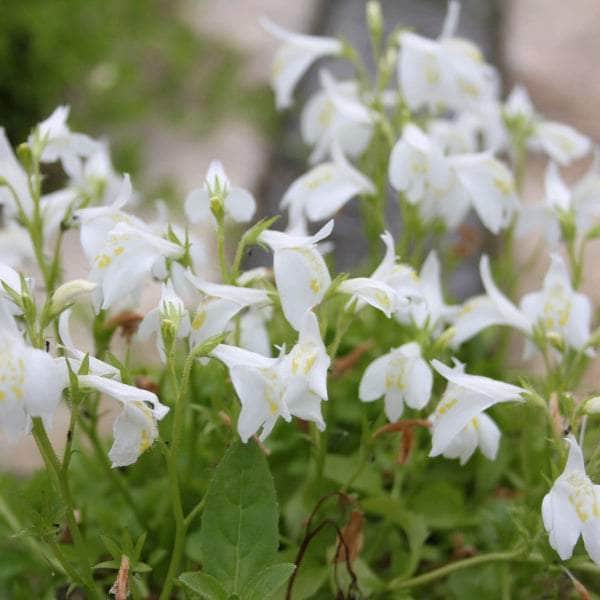 Acqua Garden Marginal White Chinese Marshflower, Mazus Reptans 'Alba'
