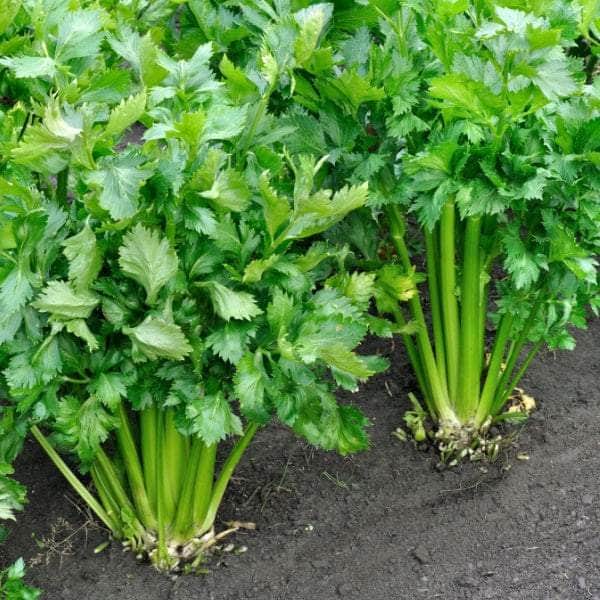 Acqua Garden Outdoor Plants Celery