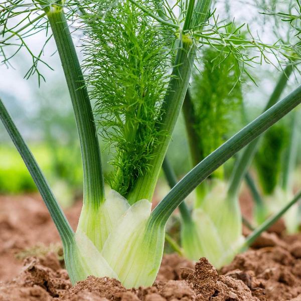 Acqua Garden Outdoor Plants Fennel
