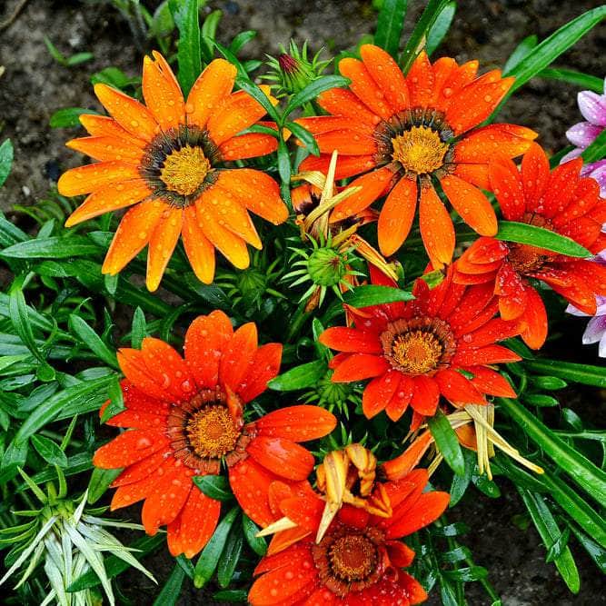 Acqua Garden Outdoor Plants Gazania 'Mixed'