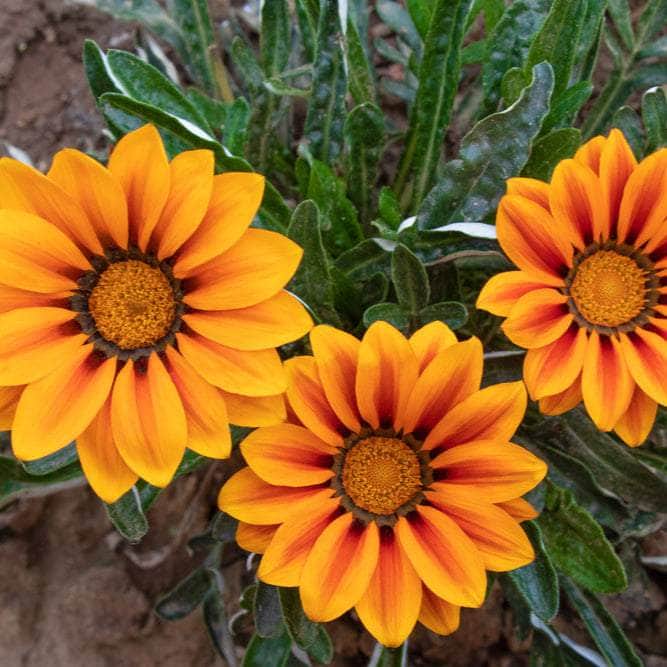 Acqua Garden Outdoor Plants Gazania 'Mixed'