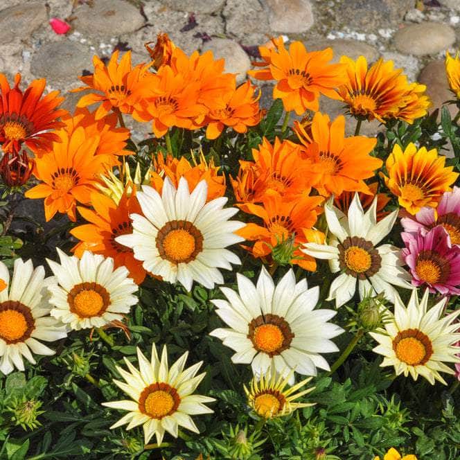 Acqua Garden Outdoor Plants Gazania 'Mixed'