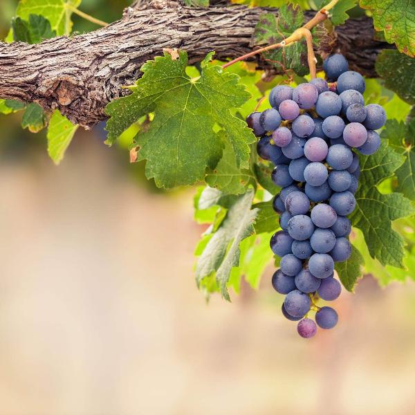 Acqua Garden Outdoor Plants Grape Vine