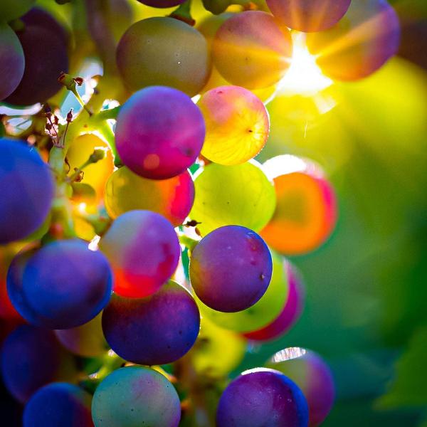 Acqua Garden Outdoor Plants Grape Vine