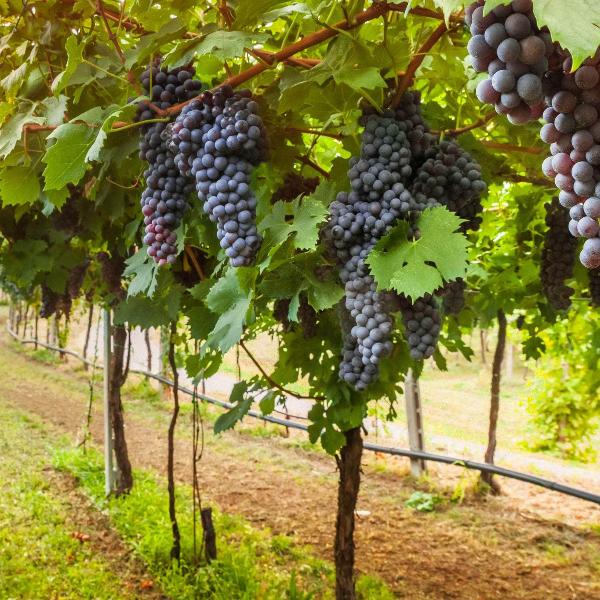 Acqua Garden Outdoor Plants Grape Vine