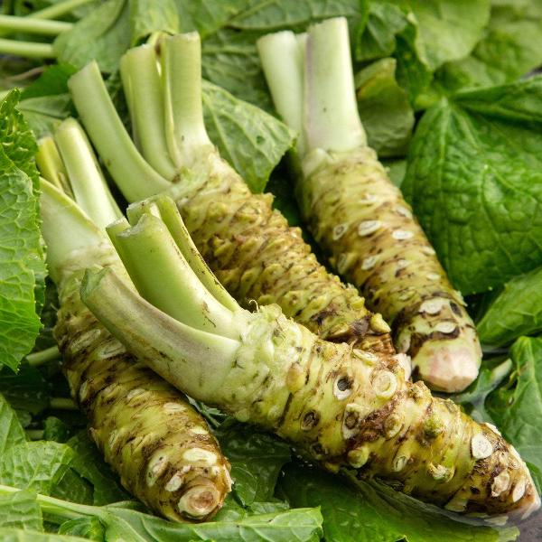 Acqua Garden Outdoor Plants Wasabi