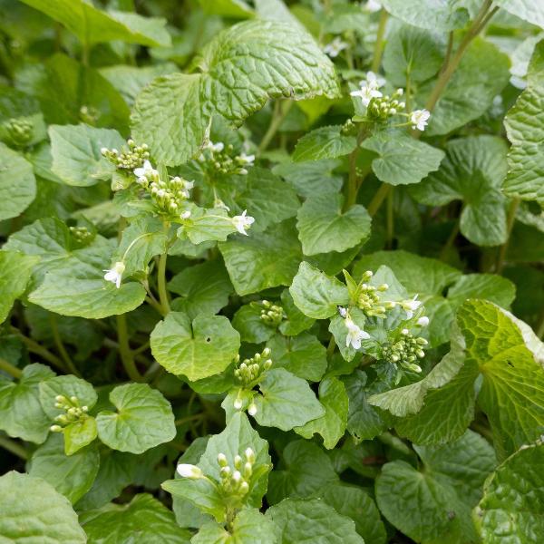 Acqua Garden Outdoor Plants Wasabi