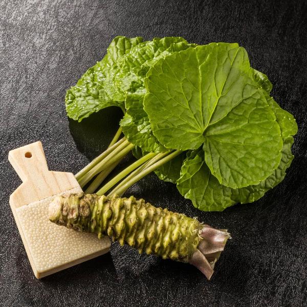 Acqua Garden Outdoor Plants Wasabi