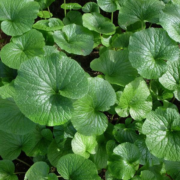 Acqua Garden Outdoor Plants Wasabi