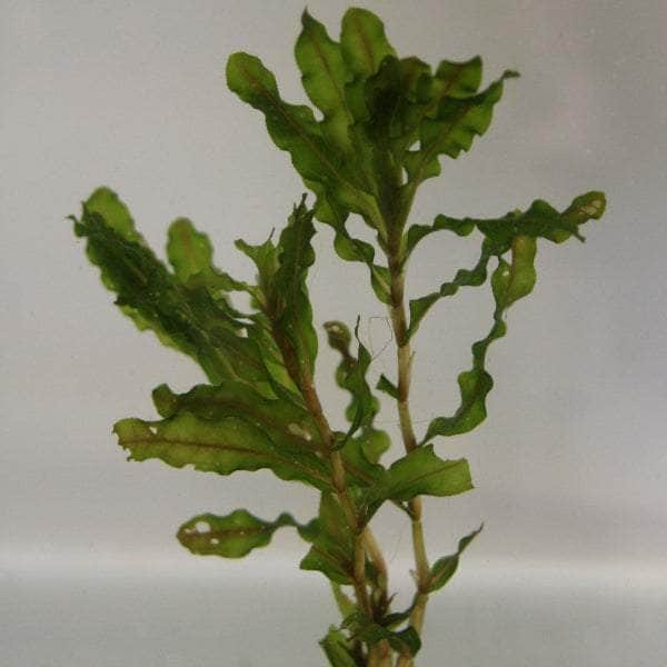 Acqua Garden Oxygenating Bunches Curly Pondweed, Potamogeton Crispus Bch OXY