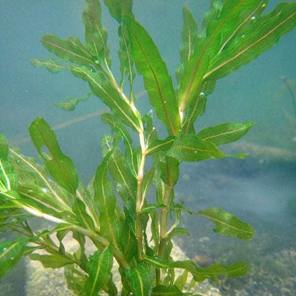 Acqua Garden Oxygenating Bunches Curly Pondweed, Potamogeton Crispus Bch OXY