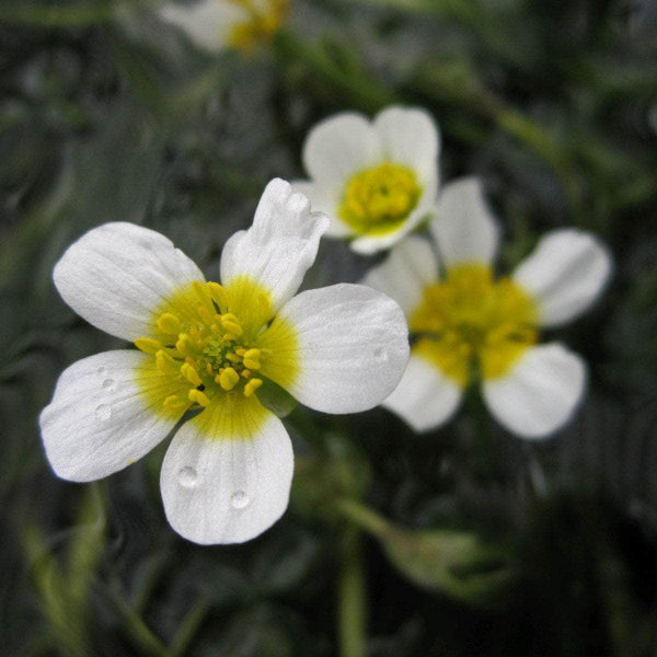 Acqua Garden Oxygenating Bunches Water Crowfoot, Ranunculus Aquatilis bch OXY