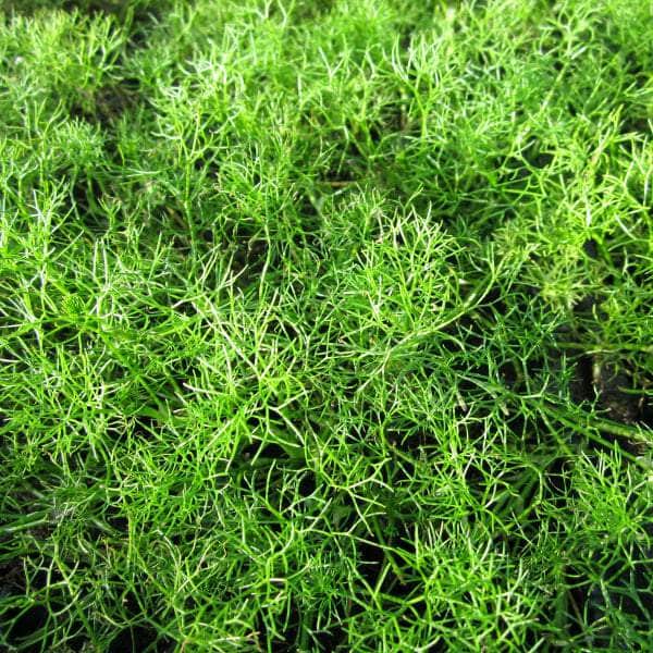 Acqua Garden Oxygenating Bunches Pack of 5 Water Crowfoot, Ranunculus Aquatilis bch OXY
