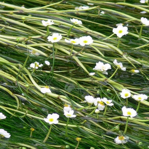 Acqua Garden Oxygenating Bunches Pack of 5 Water Crowfoot, Ranunculus Aquatilis bch OXY