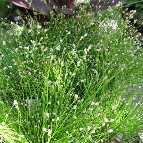 Acqua Garden Oxygenating C Fibre Optic Plant, Scirpus Cernuus