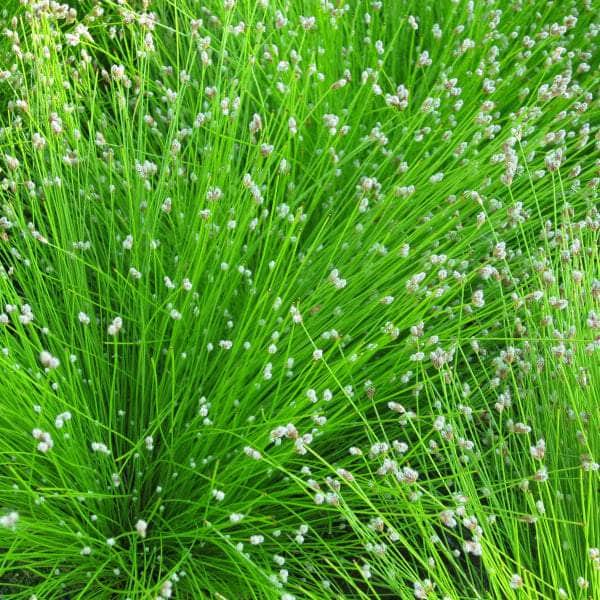 Acqua Garden Oxygenating C Fibre Optic Plant, Scirpus Cernuus