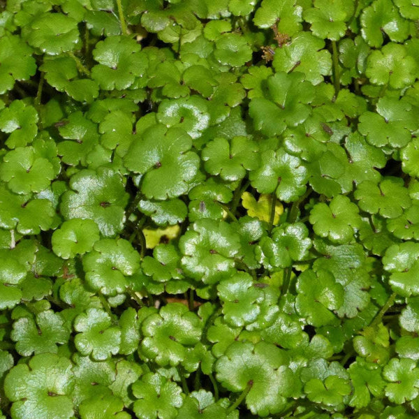 Acqua Garden Oxygenating C Miniature Pennywort, Hydrocotyle Nova Zealand Oxy
