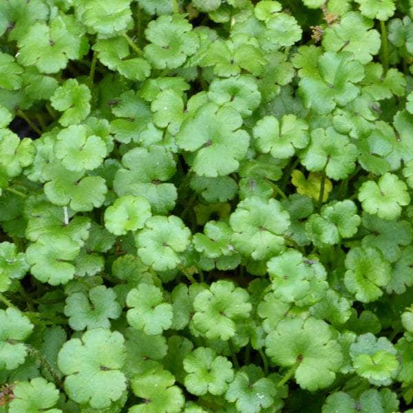 Acqua Garden Oxygenating C Miniature Pennywort, Hydrocotyle Nova Zealand Oxy