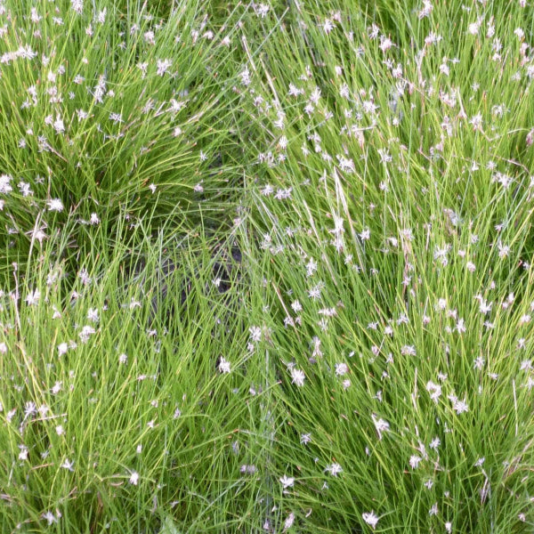 Acqua Garden Oxygenating C Needle Spike-rush, Eleocharis Acicularis Oxy