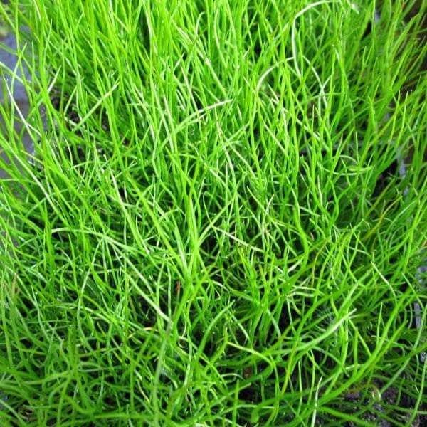 Acqua Garden Oxygenating C Pepper Grass, Pilularia Globulifera OXY