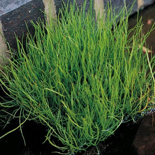 Acqua Garden Oxygenating C Pepper Grass, Pilularia Globulifera OXY