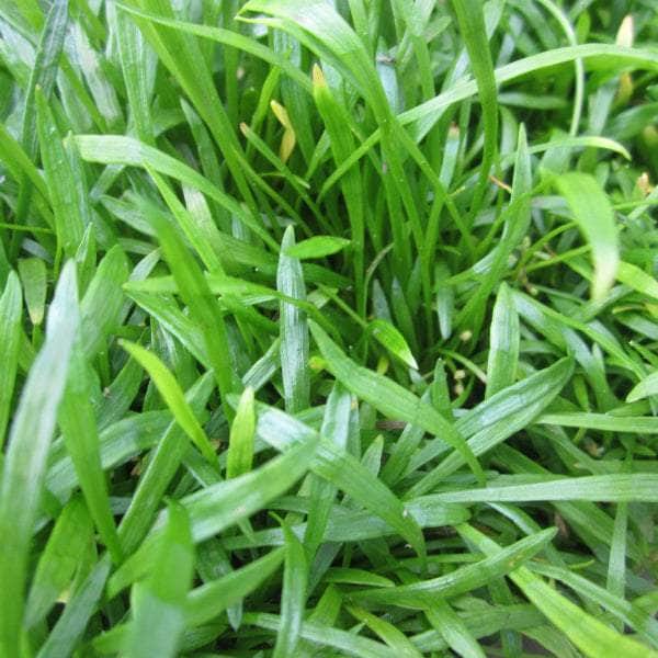 Acqua Garden Oxygenating C 3 x 9cm Pots Shoreweed, Lilaeopsis Brasiliensis OXY