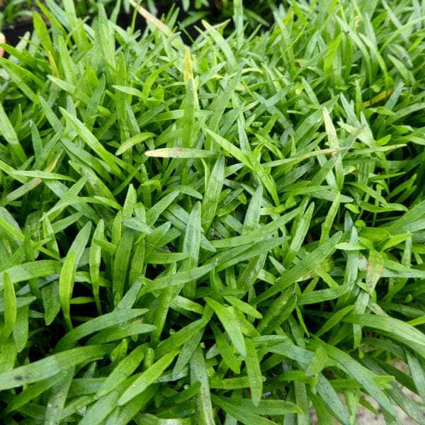 Acqua Garden Oxygenating C 3 x 9cm Pots Shoreweed, Lilaeopsis Brasiliensis OXY