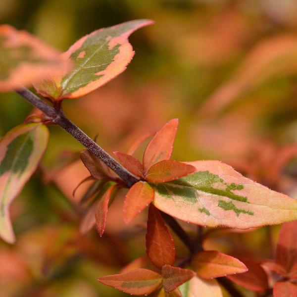 Acqua Garden Plants Abelia 'Kaleidoscope'
