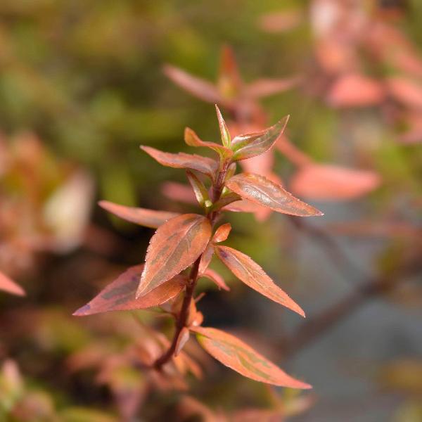 Acqua Garden Plants Abelia 'Kaleidoscope'