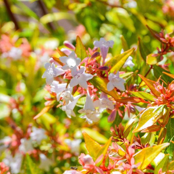 Abelia 'Kaleidoscope' – Vibrant Variegated Shrub for All Seasons ...