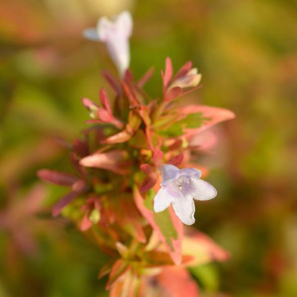 Acqua Garden Plants Abelia 'Kaleidoscope'