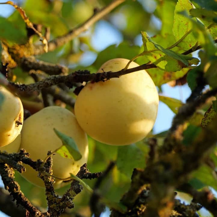 Acqua Garden Plants Apple 'Golden Delicious' Tree