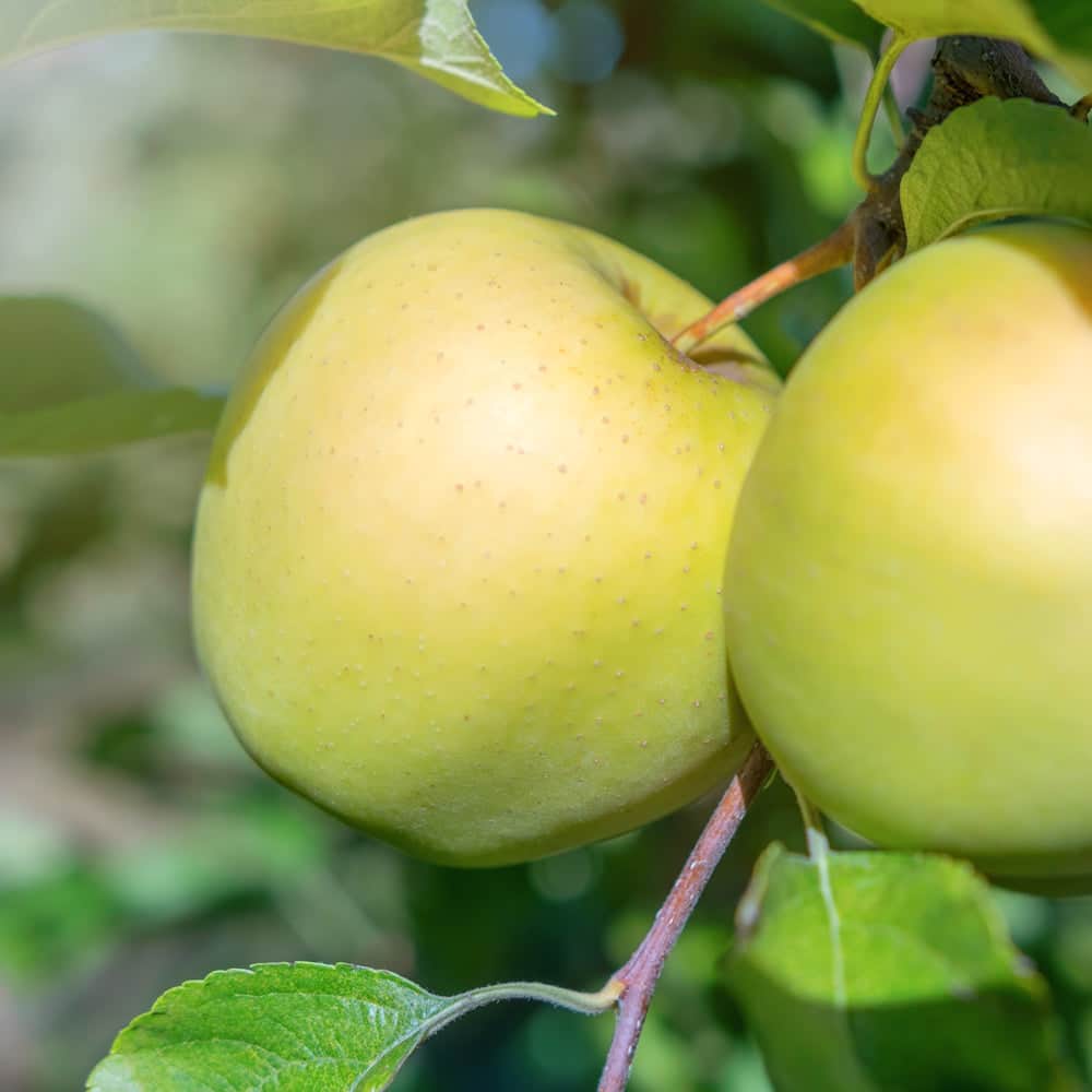 Acqua Garden Plants Apple 'Golden Delicious' Tree