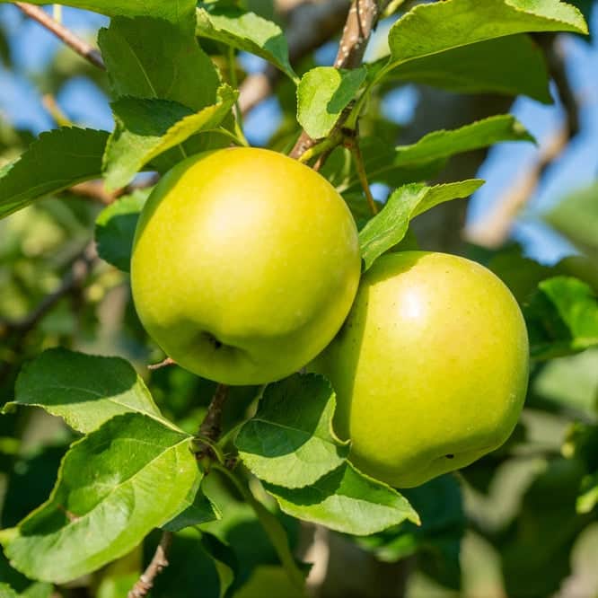 Acqua Garden Plants Apple 'Golden Delicious' Tree