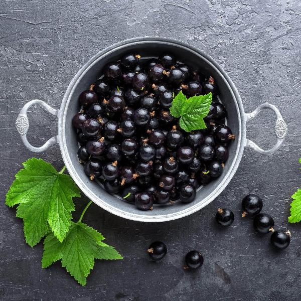 Acqua Garden Plants Blackcurrant