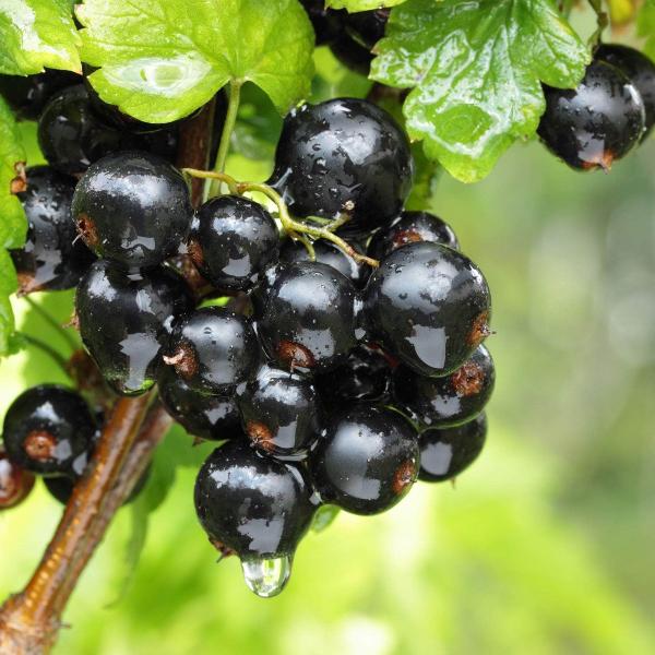 Acqua Garden Plants Blackcurrant
