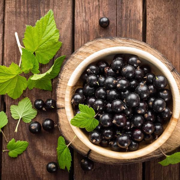 Acqua Garden Plants Blackcurrant