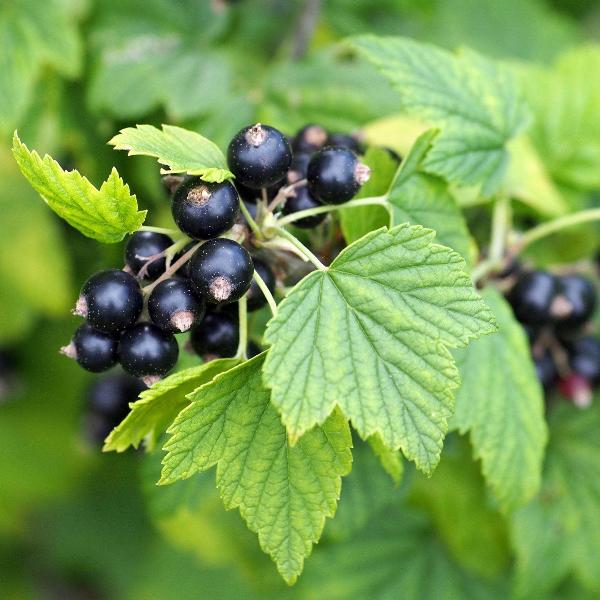 Acqua Garden Plants Blackcurrant