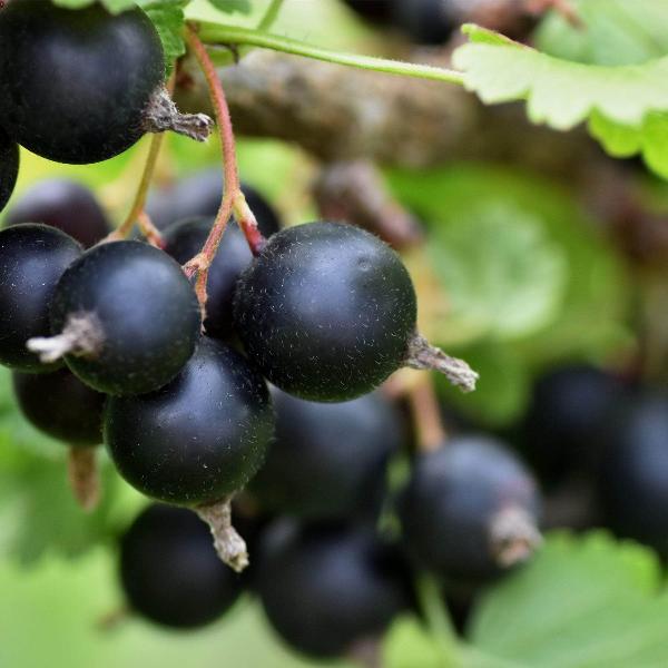 Acqua Garden Plants Blackcurrant 'Ben Lomond'