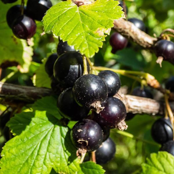 Acqua Garden Plants Blackcurrant 'Wellington'