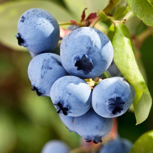 Acqua Garden Plants Blueberry 'Bluegold'