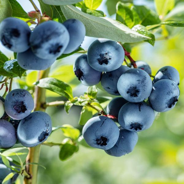 Acqua Garden Plants Blueberry 'Bluegold'
