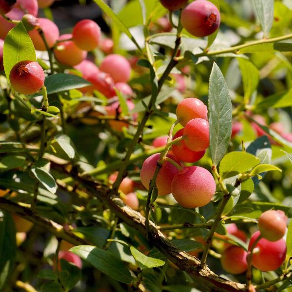Acqua Garden Plants Blueberry 'Pink Lemonade'
