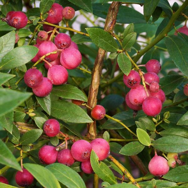 Acqua Garden Plants Blueberry 'Pink Lemonade'