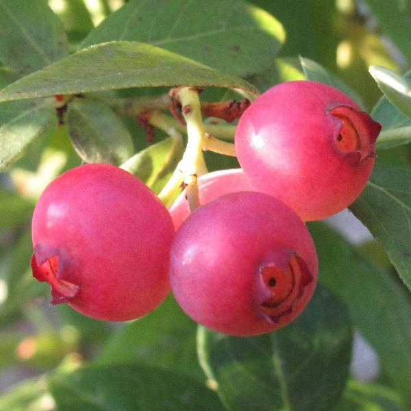 Acqua Garden Plants Blueberry 'Pink Lemonade'