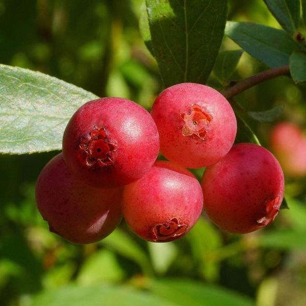 Acqua Garden Plants Blueberry 'Pink Lemonade'