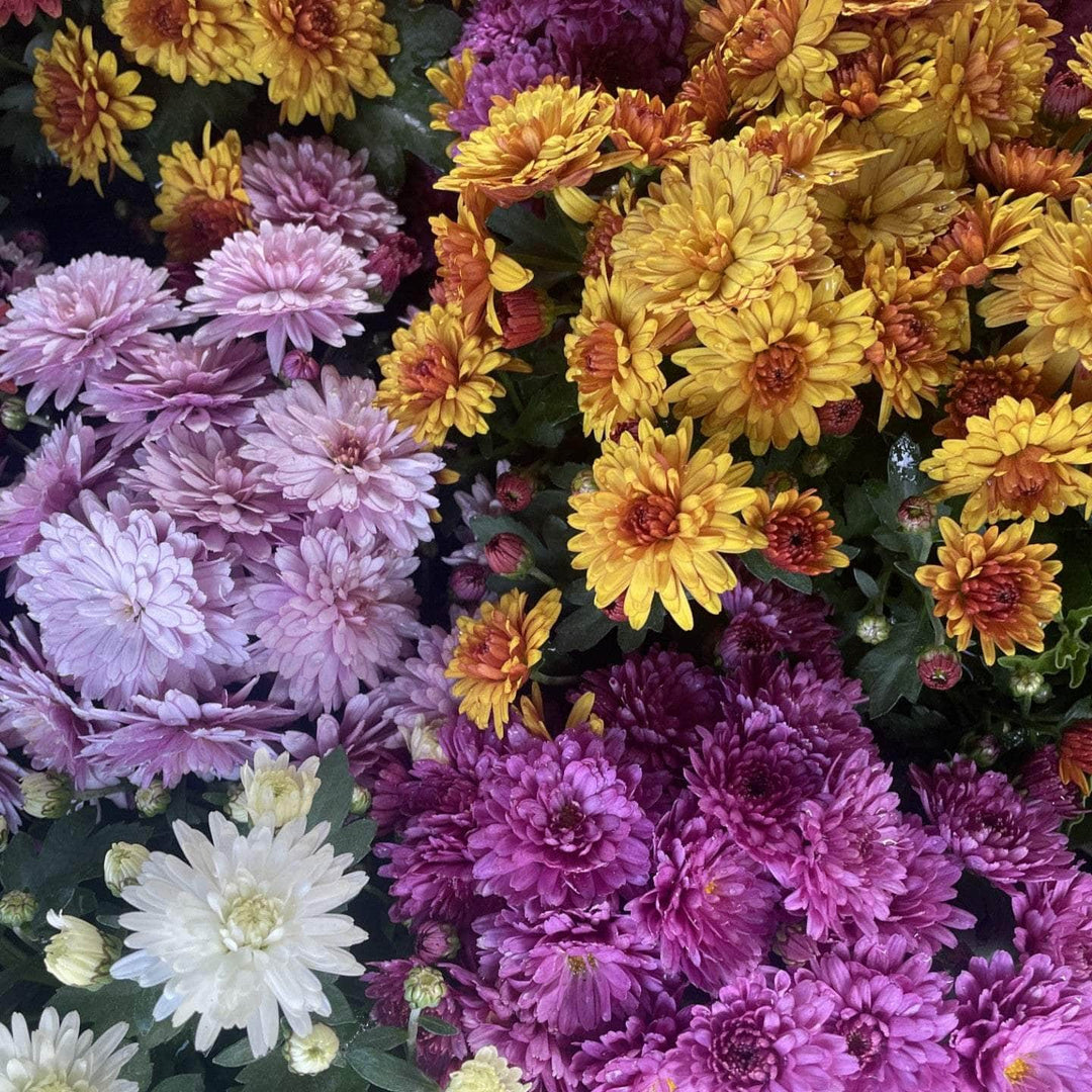Acqua Garden Plants Chrysanthemum 'Mixed'