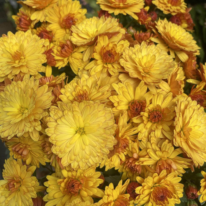 Acqua Garden Plants Chrysanthemum 'Orange'